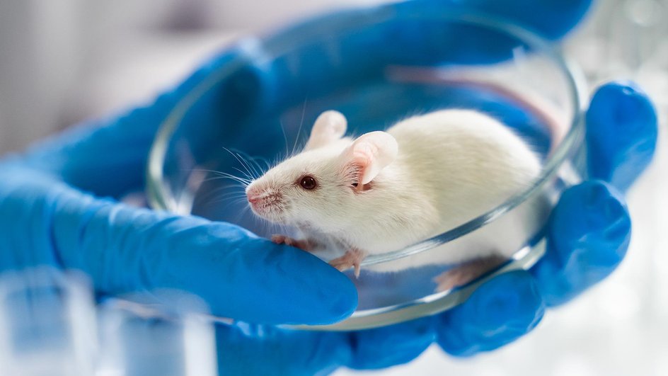 Лабораторная мышь в чашке Петри Лабораторная мышь в чашке Петри