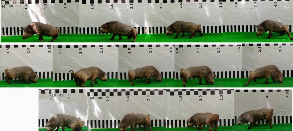 Динамика двигательной активности у свиньи в процессе терапии