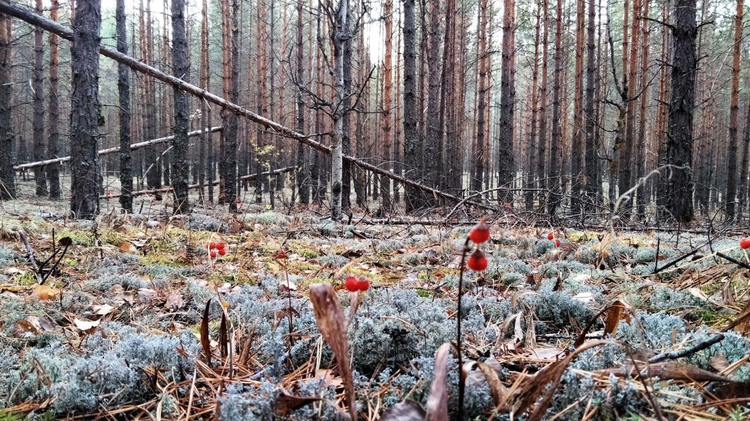 «Октябрь и ноябрь будут самыми необычными в XXI веке». Синоптики сказали, к чему готовиться0